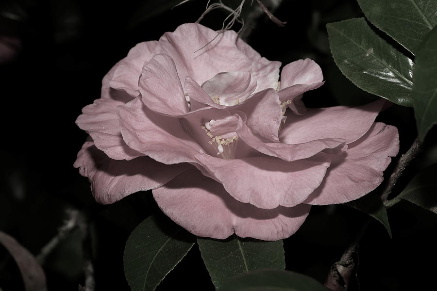 Camellia in Light Pink Photograph by Mingming Jiang