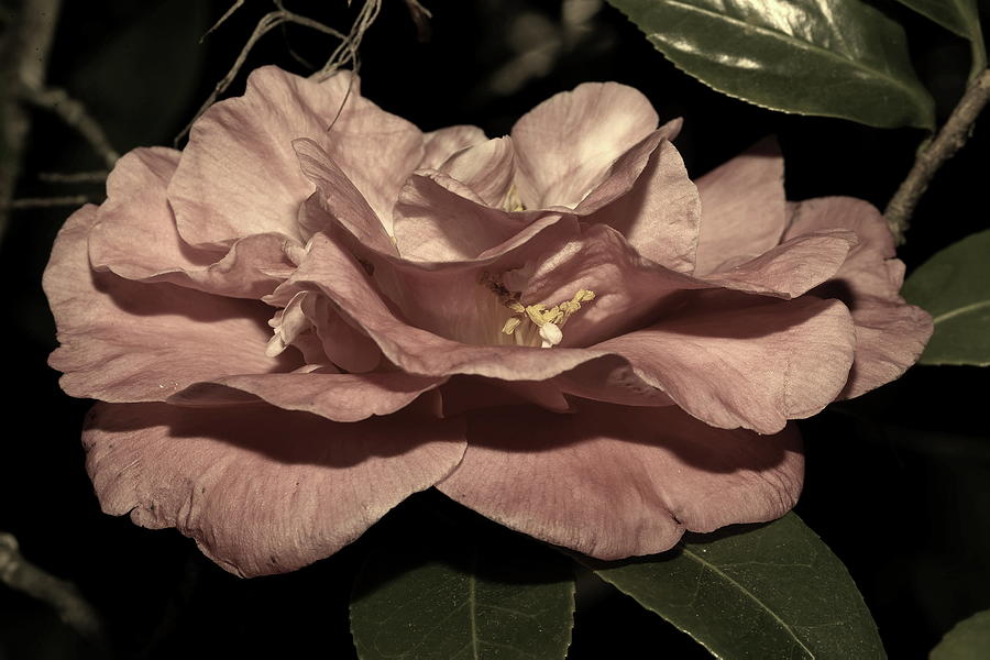 Camellia in Light Gold Photograph by Mingming Jiang