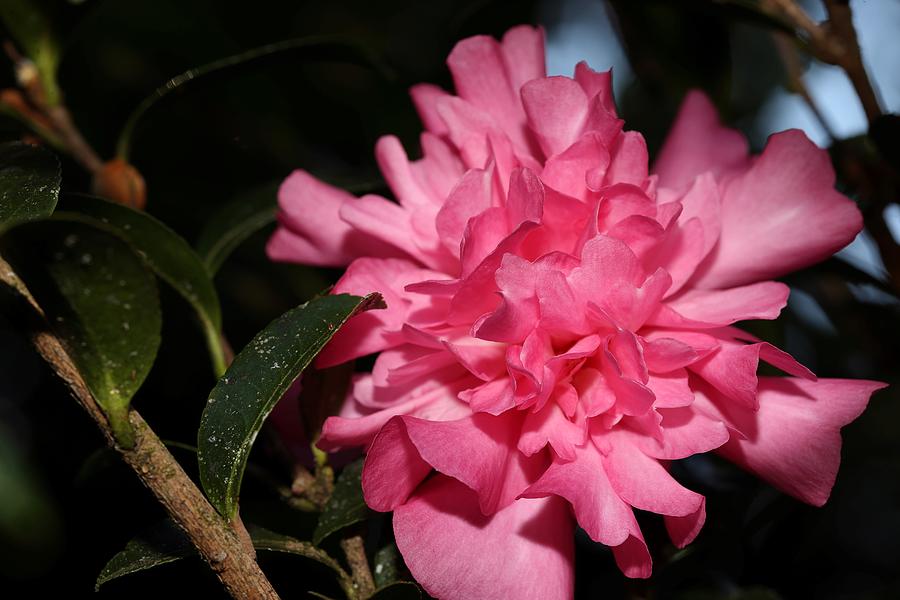 Camellia IV Photograph by Mingming Jiang