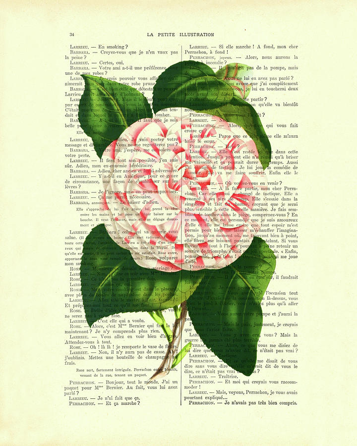Flower Digital Art - Camellia japonica flower art by Madame Memento