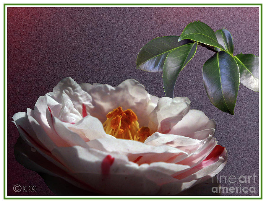 Camellia japonica hybrid Photograph by Klaus Jaritz