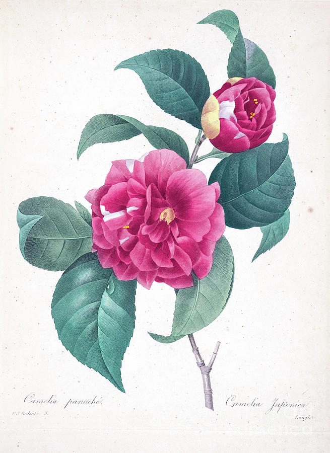 Camellia japonica illustration 1827 r1 Drawing by Botany Pixels