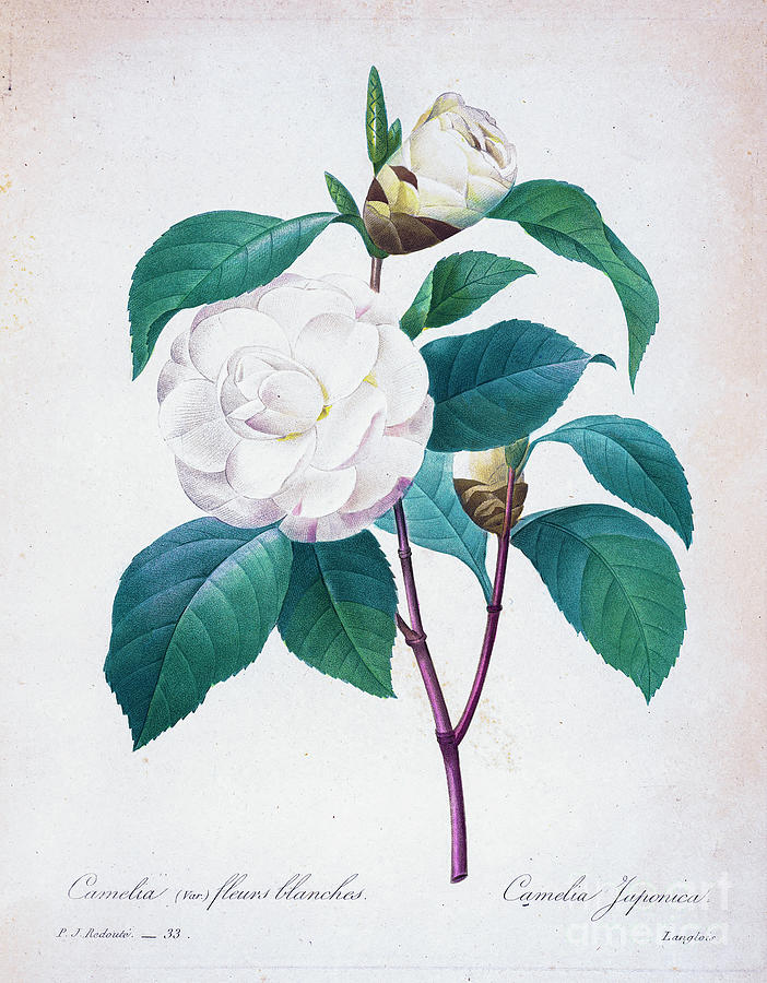 Camellia Flower Drawing