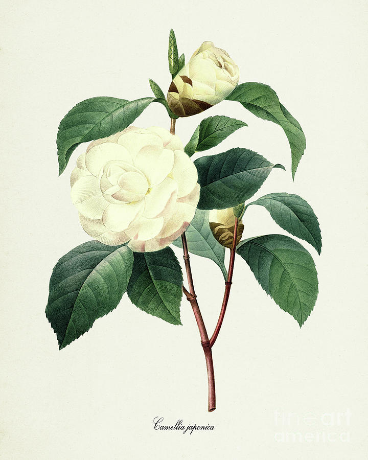 Camellia japonica - Japanese camellia Flower Botanical Print Digital