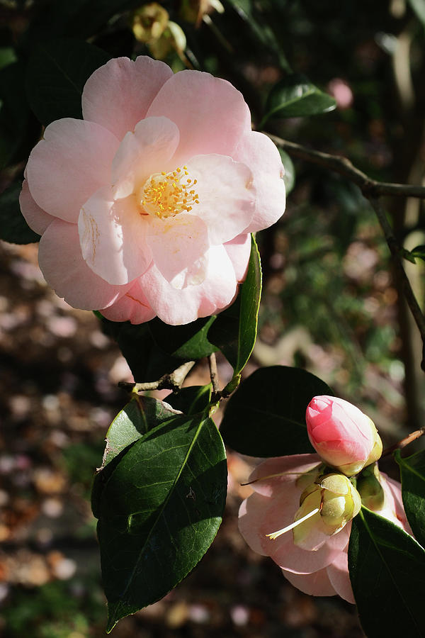 Camellia japonica L. Photograph by Stephen Russell Shilling