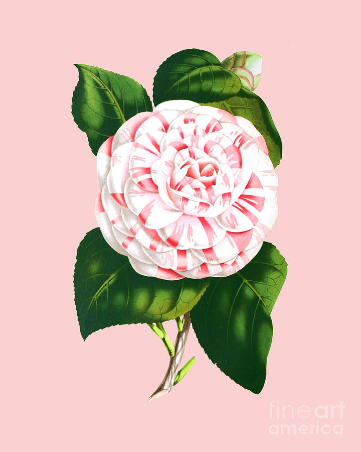 Flower Digital Art - Camellia Japonica by Madame Memento
