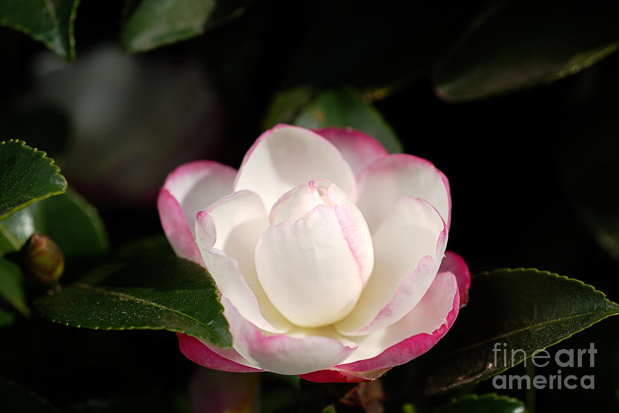 Camellia Japonica Spring Photograph by Joy Watson