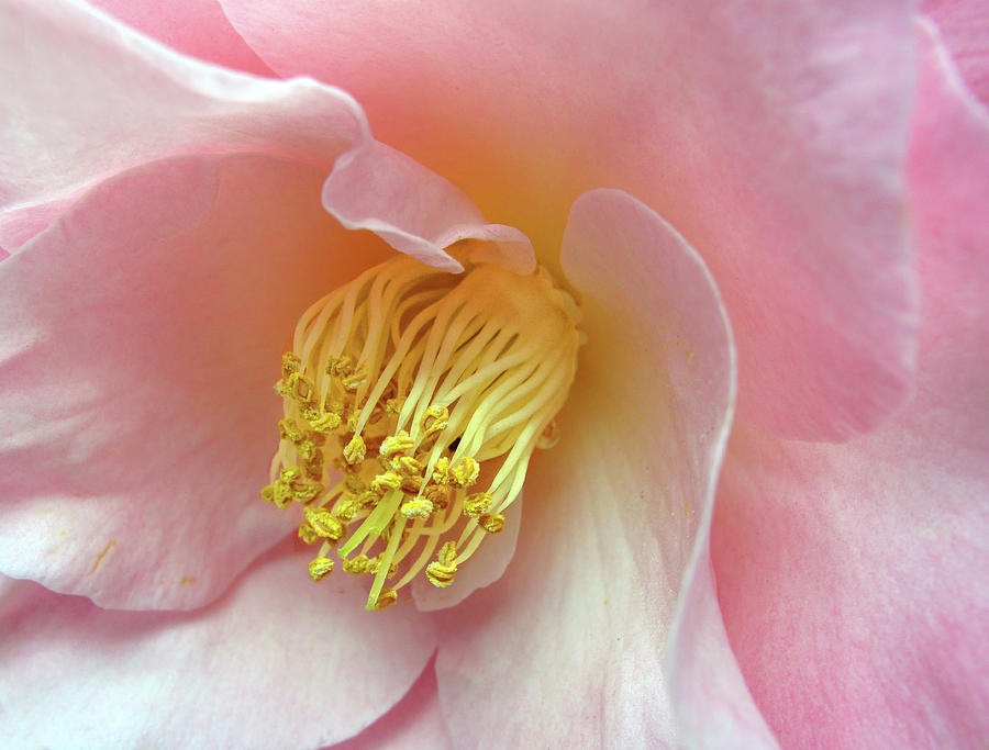 Camellia  Photograph by Jessica Jenney