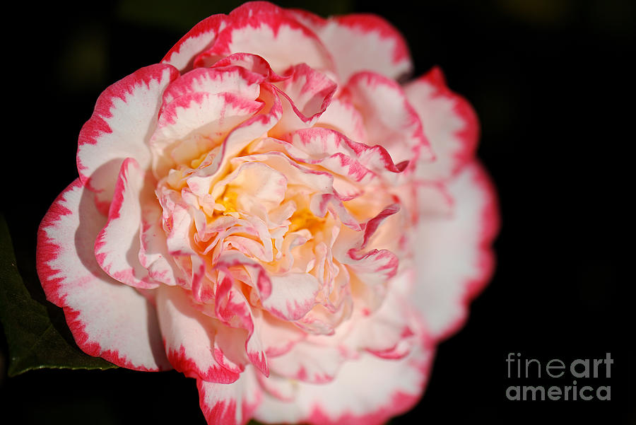 Camellia Margaret Davis Flower  Photograph by Joy Watson