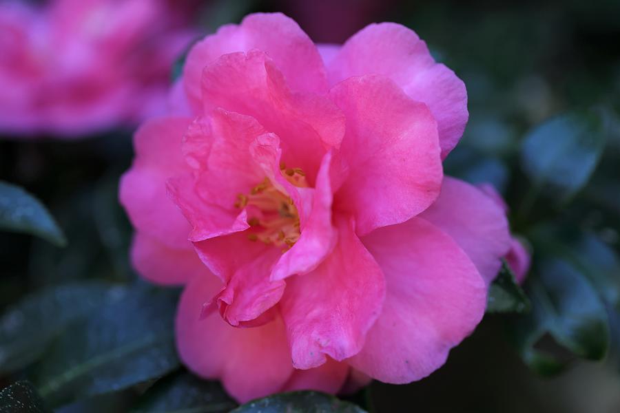 Pink Camellia Photograph by Mingming Jiang