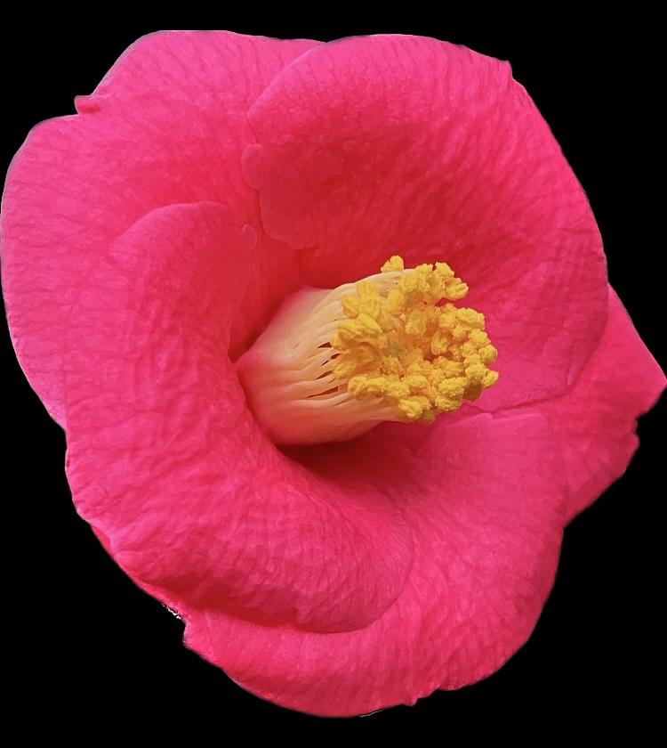 Camellia No. 1 2023 Photograph by Richard Cummings