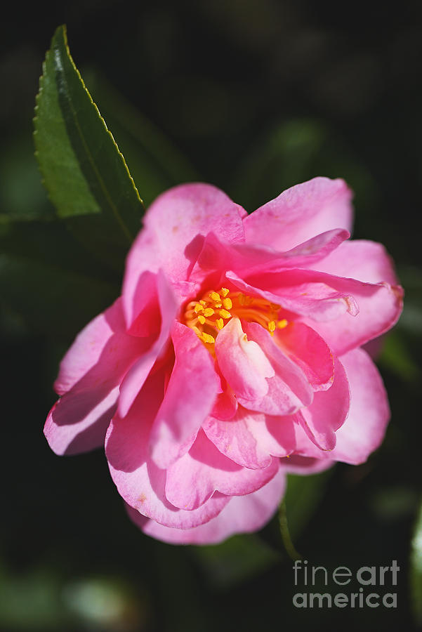 Camellia Pink And Yellow  Photograph by Joy Watson