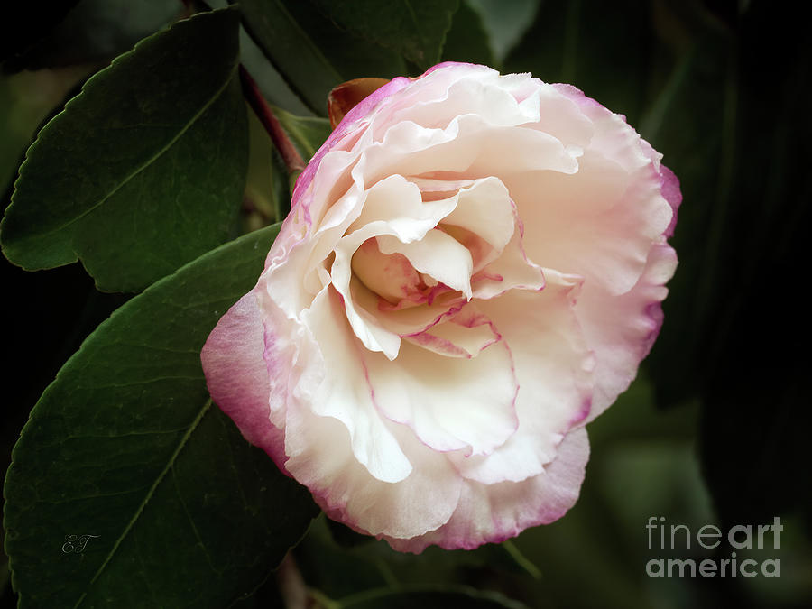 Camellia Sasanqua 4 #1 Photograph by Elaine Teague