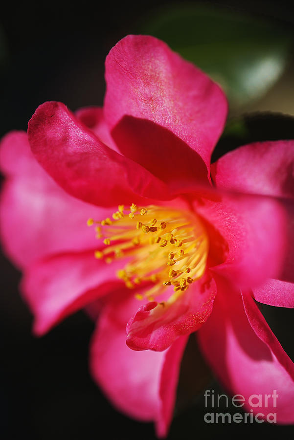 Camellia Sasanqua Elegance  Photograph by Joy Watson