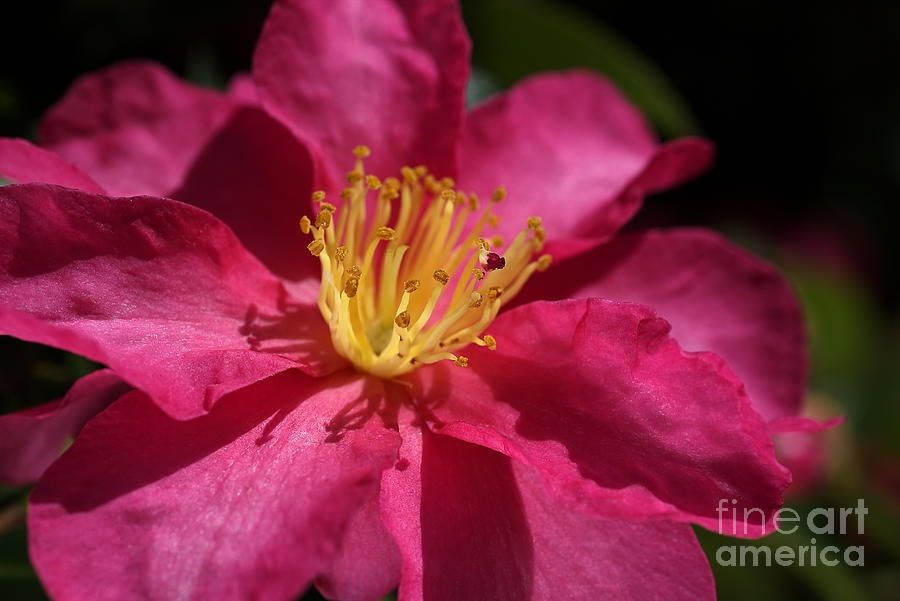 Nature Photograph - Camellia Sasanqua by Joy Watson