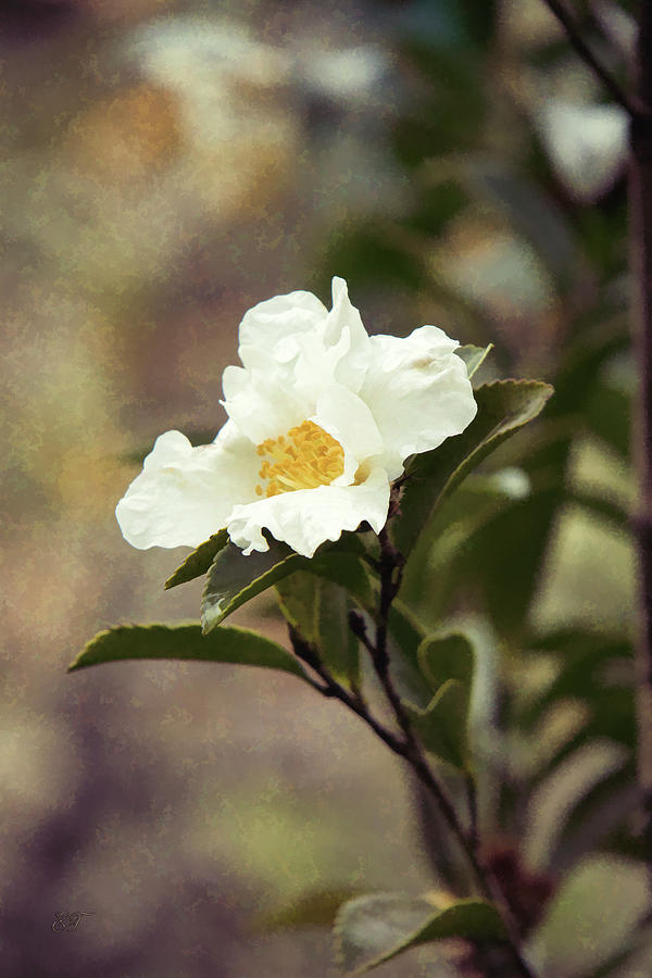 Camellia Sasanqua Setsugekka 2 Photograph by Elaine Teague