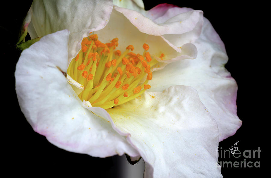 Camellia Sasanqua Setsugekka Photograph by Elaine Teague