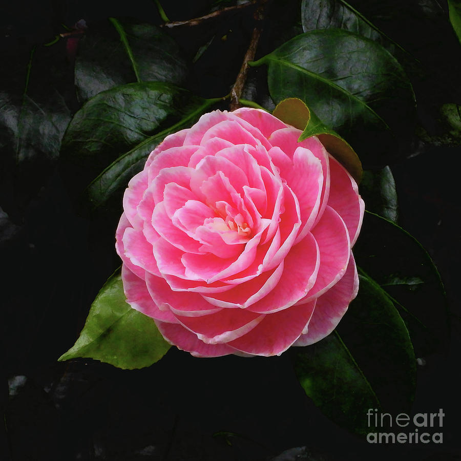 Camellia Photograph