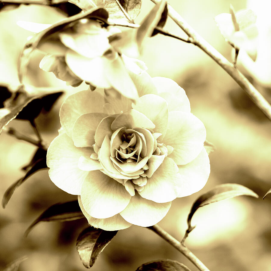 Camellia Sepia Tone Photograph by Tanya C Smith