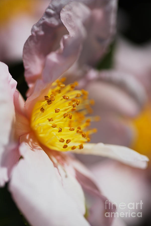 Camellia Soft Photograph by Joy Watson