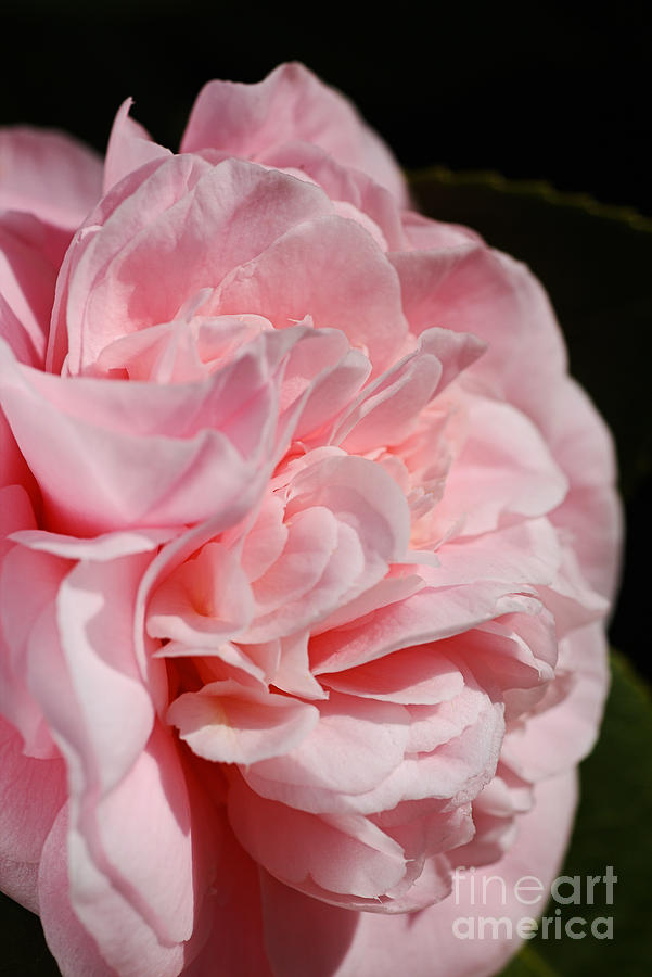 Camellia Soft Petals Photograph by Joy Watson