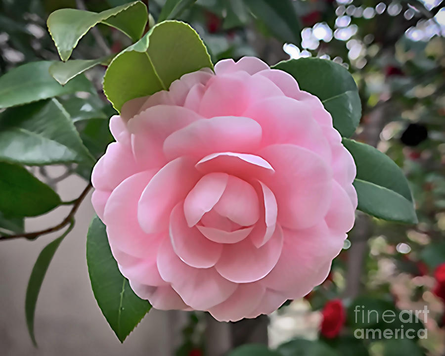 Camellia Soft Pink Bloom Digital Art by Kirt Tisdale