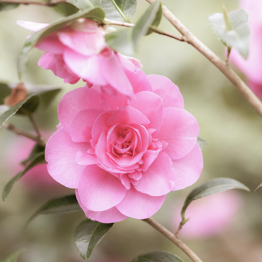 Camellia Soft Pink Photograph by Tanya C Smith