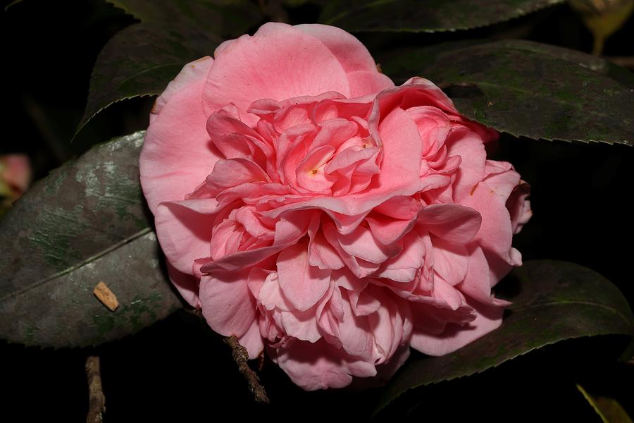 Camellia X Photograph by Mingming Jiang