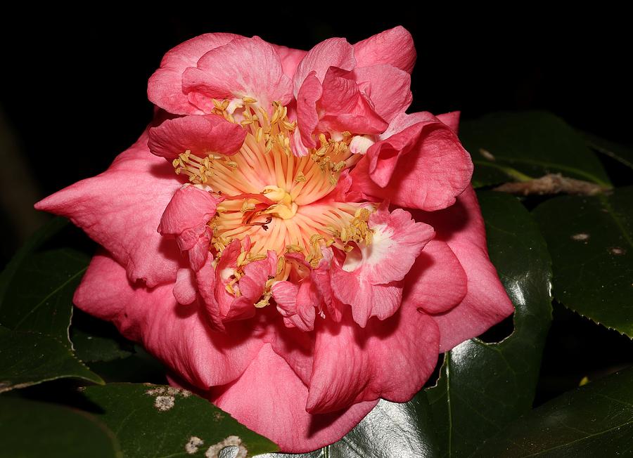 Camellia XI Photograph by Mingming Jiang