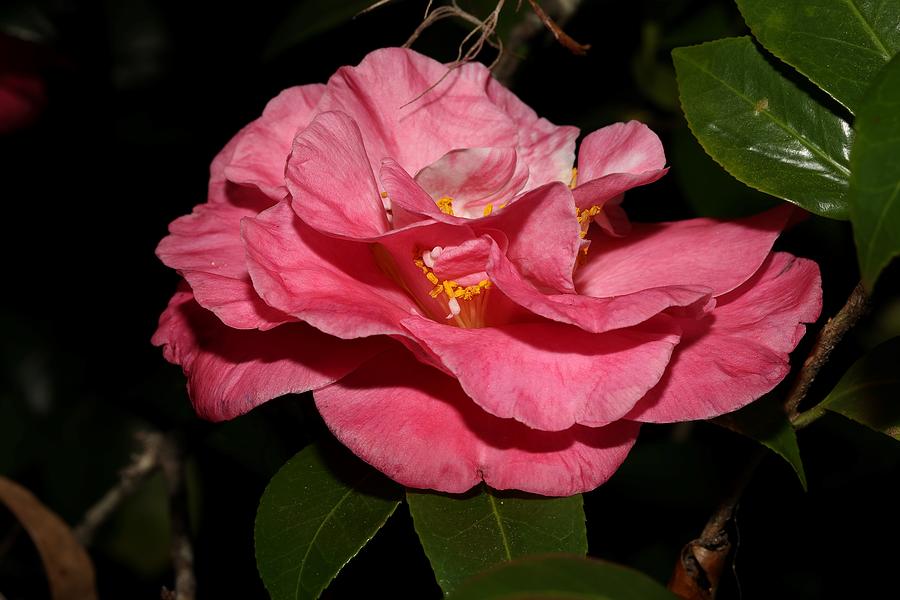 Camellia XII Photograph by Mingming Jiang