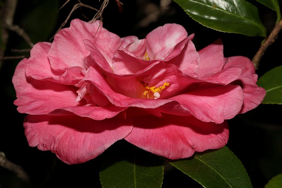 Camellia XIII Photograph by Mingming Jiang