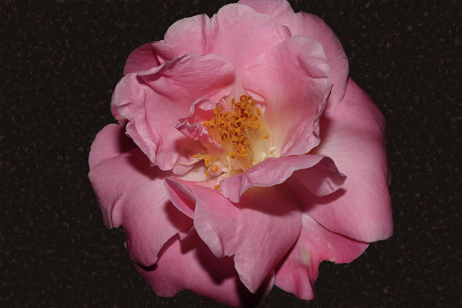 Camellia XIV Photograph by Mingming Jiang