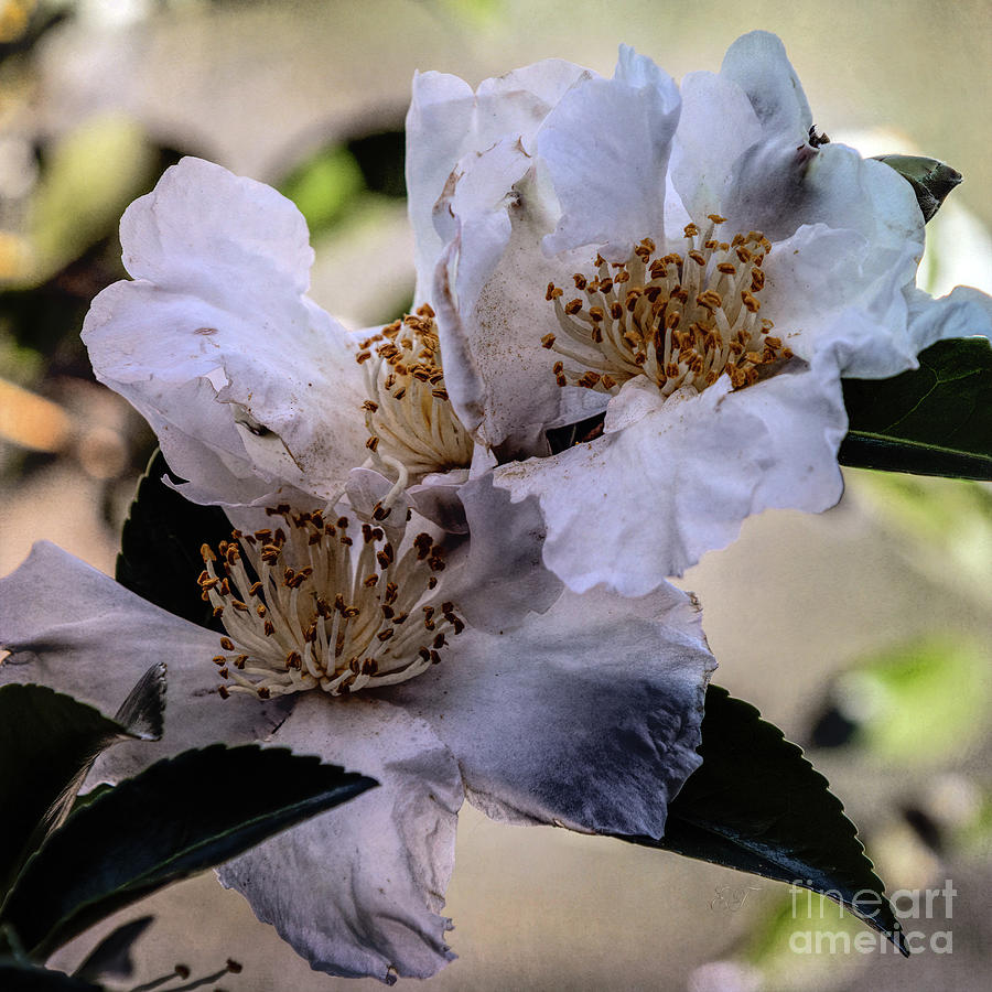 Camellias can be Dingy Photograph by Elaine Teague