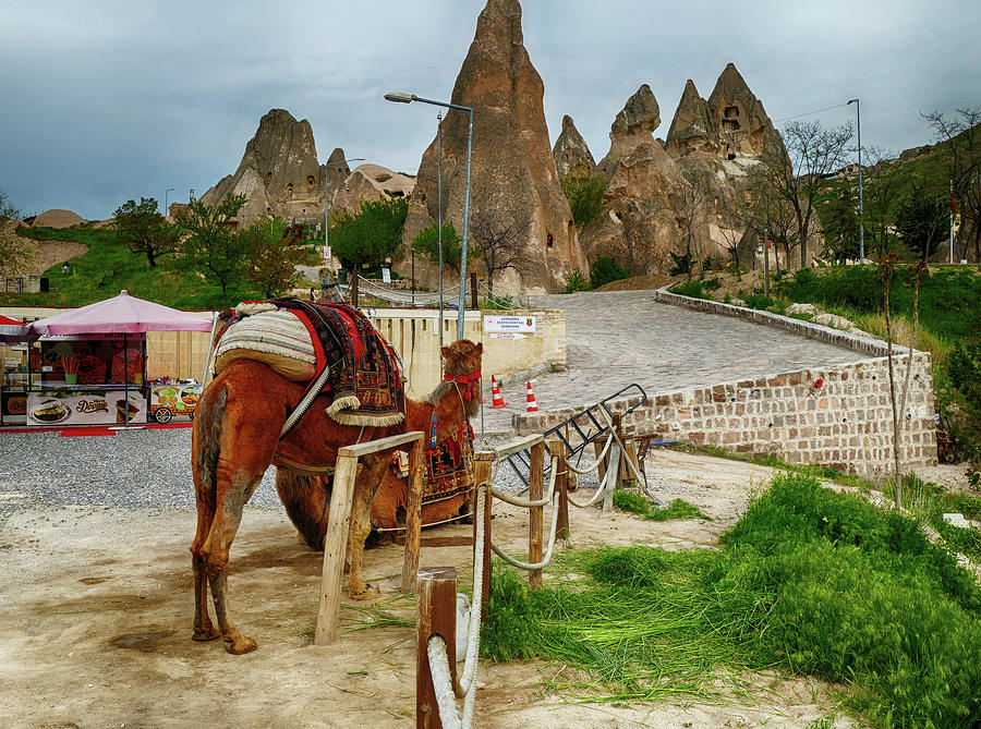 Camels and fairy chimneys in Cappadocia  #BuyIntoArt Photograph by Steve Estvanik