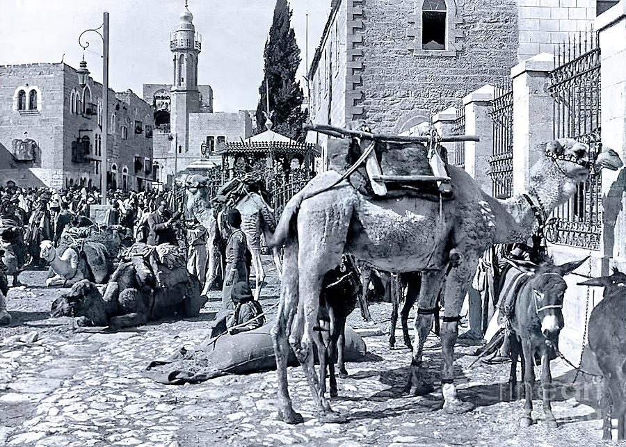 Camels at Manger Square Photograph by Munir Alawi
