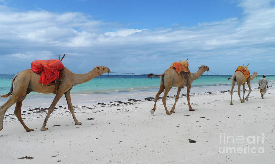 Camels crossing a white beach in Mombasa, Kenya Photograph by Mendelex Photography
