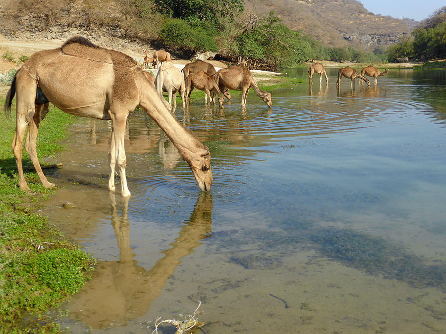 Camels drinking in Wadi Darbat river, Oman Photograph by Frans Sellies
