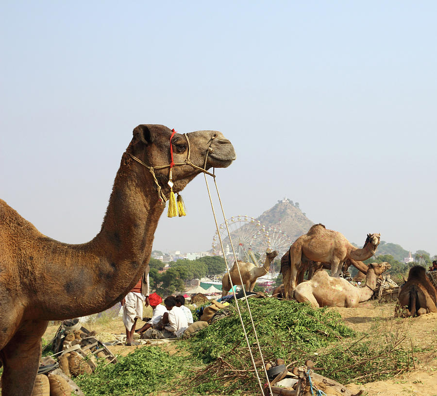 camels during festival in Pushkar Photograph by Mikhail Kokhanchikov