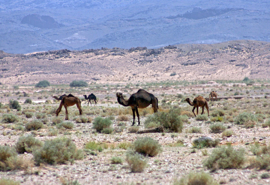 Camels Photograph by Gerdzhikov