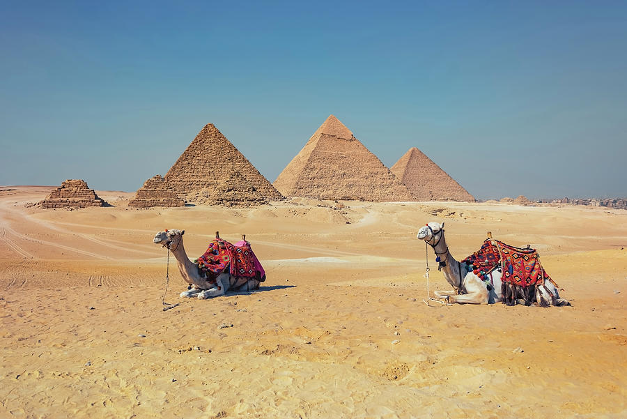 Architecture Photograph - Camels in Giza by Manjik Pictures