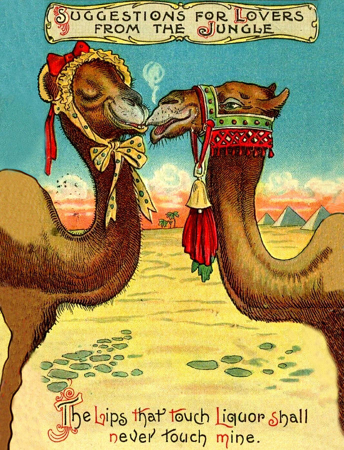 Camels in love Digital Art by Long Shot