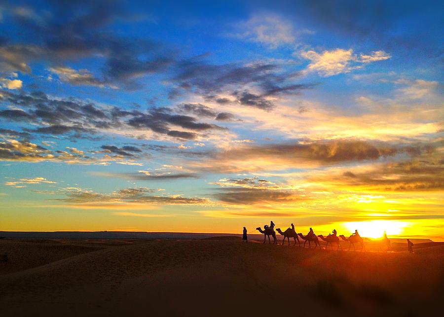 Camels in Morocco 2 Photograph by Daniel Lai - Fine Art America