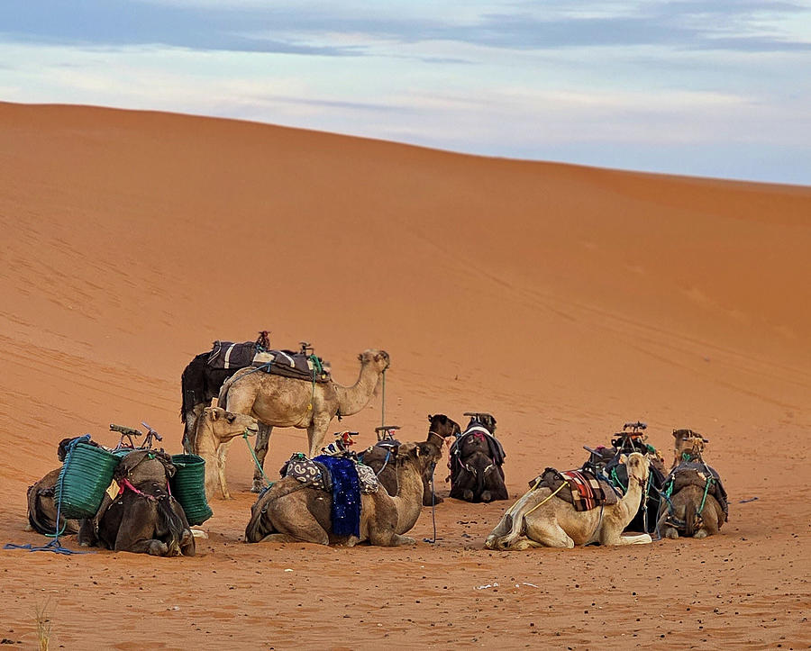 Camels in Sahara Desert Photograph by Roni Chastain