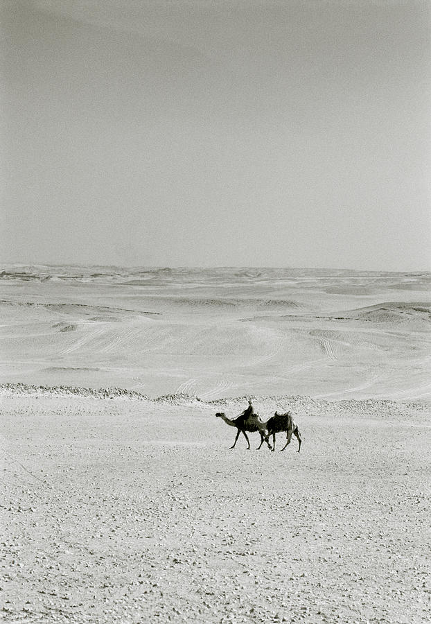 Camels In The Desert Photograph by Shaun Higson