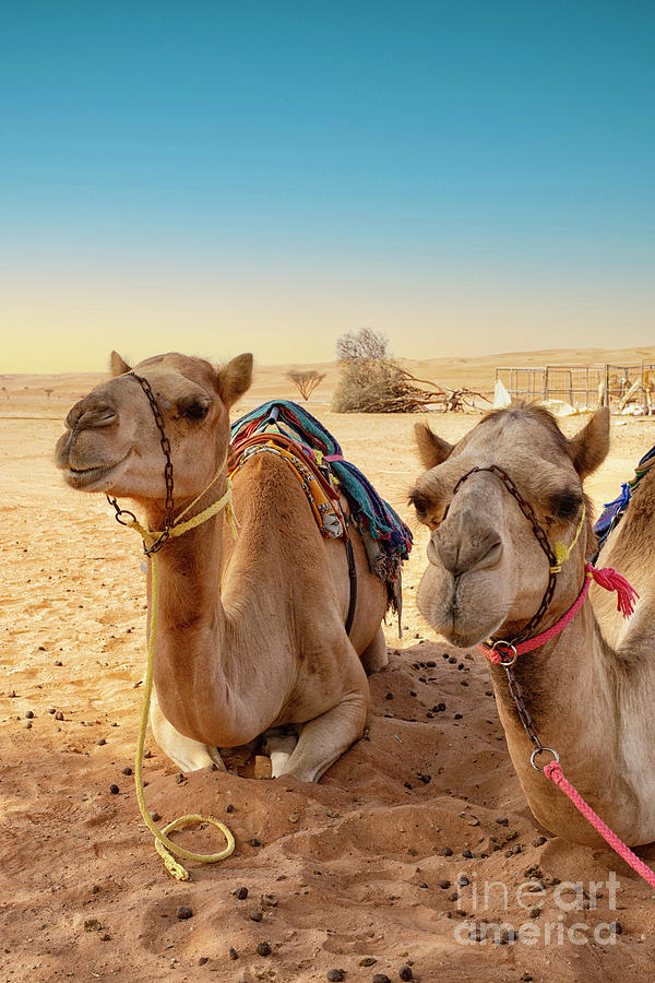 Camels in the desert waiting for rides Photograph by Patricia Hofmeester