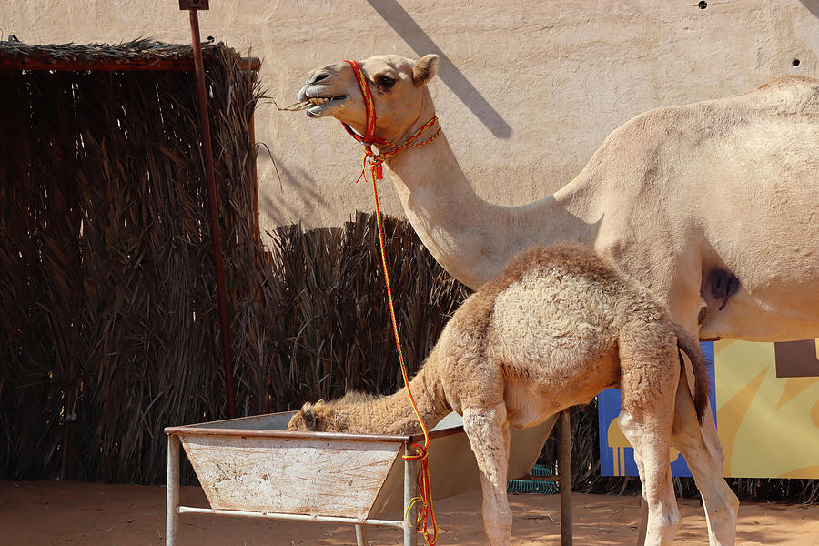 Camels of Dubai Photograph by Mini Arora