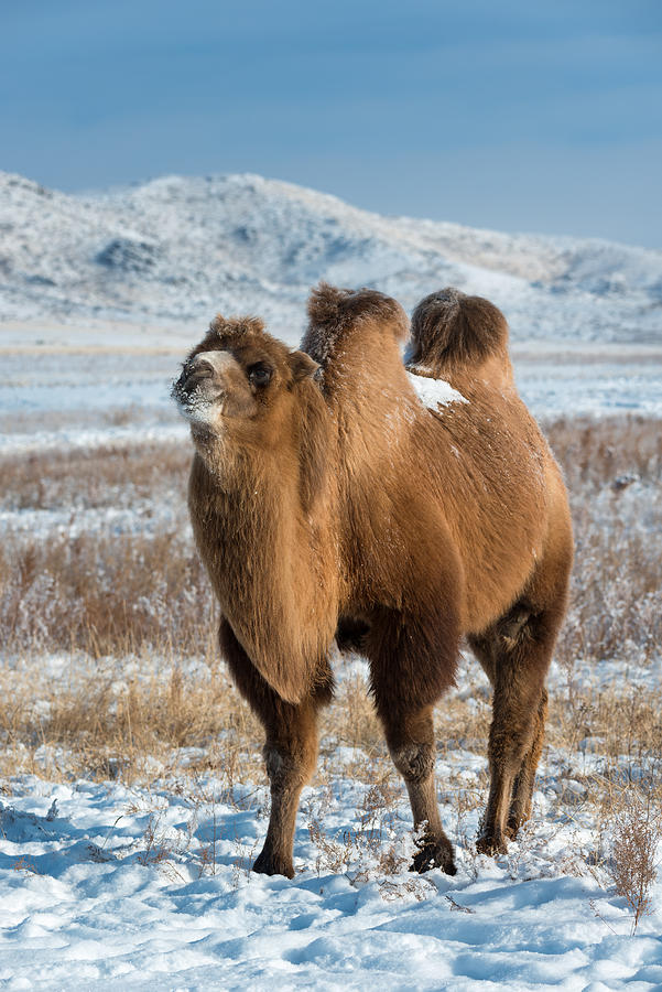 Camels on the snow land, Mongolia. Photograph by Aumphotography Camels on the snow land, Mongolia. Photograph by Aumphotography