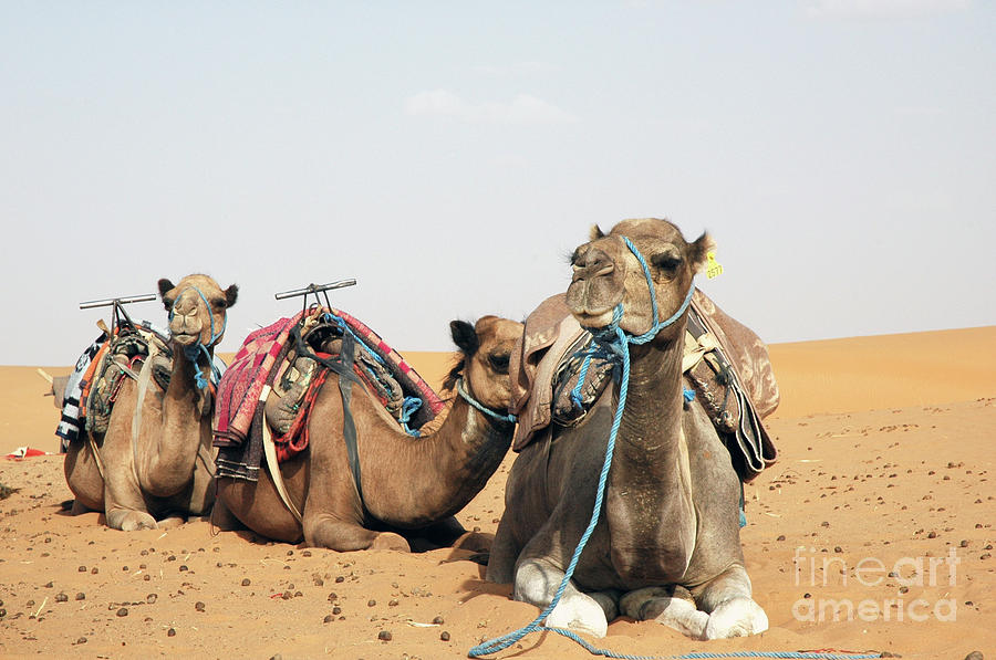 Camel Photograph - Camels Resting In The Desert by Janan Yakula