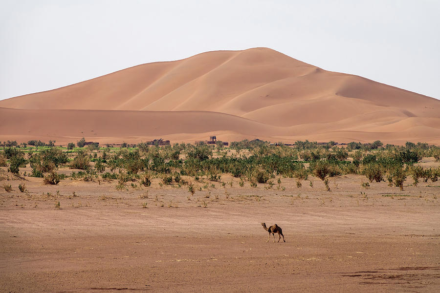 Camels walking near big dunes in desert Photograph by Mikhail Kokhanchikov