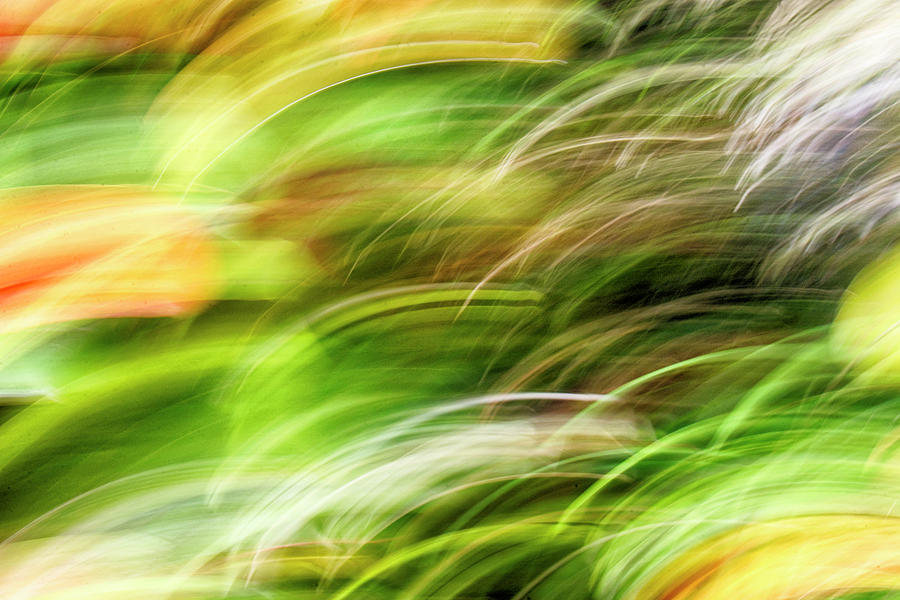 Camera Movement Abstract in the Garden Photograph by Mitch Spence
